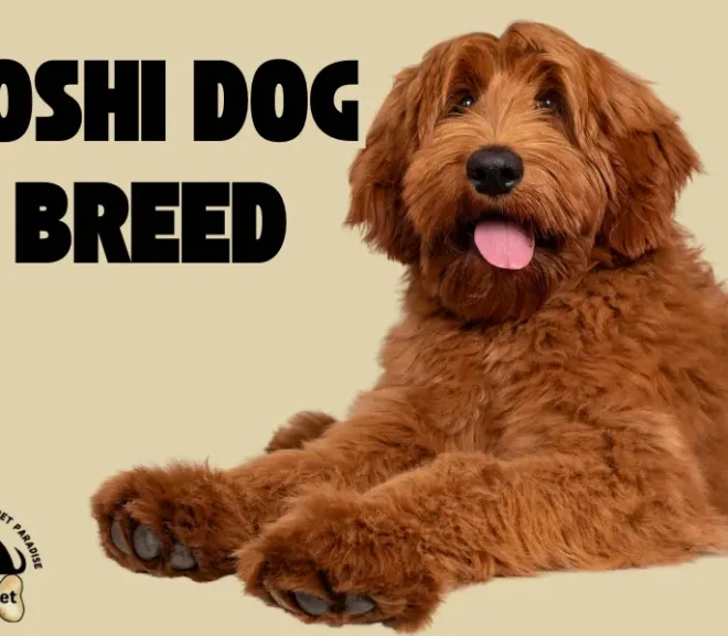 Yoshi Dog Breed Secrets: What Makes Them So Lovable?