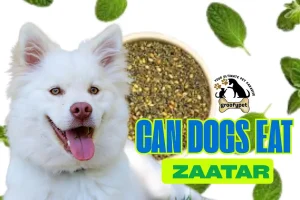 can dogs eat zaatar