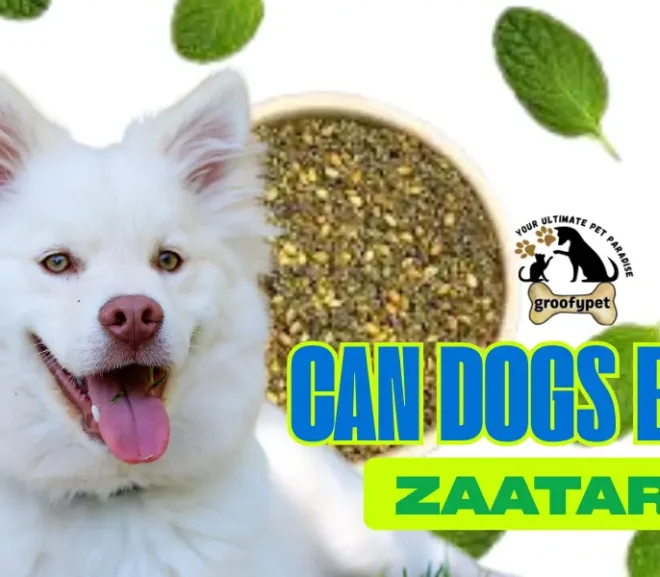 Can Dogs Eat Zaatar? The Answer Could Save Your Pet’s Health