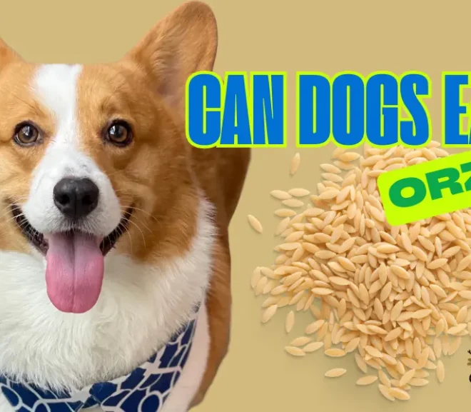Can Dogs Eat Orzo? Healthy Treat or Hidden Danger?