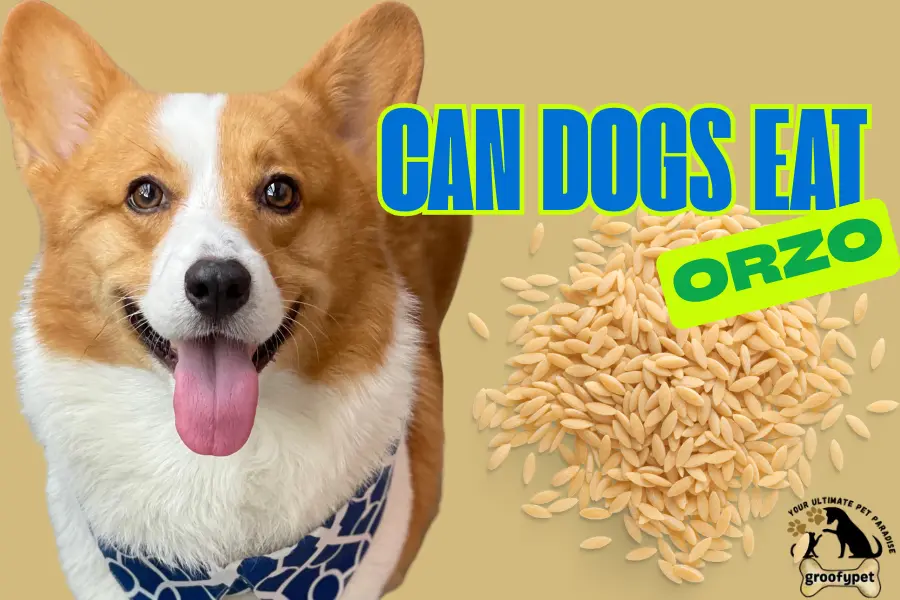 can dogs eat orzo