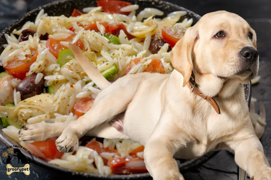 can dogs eat orzo