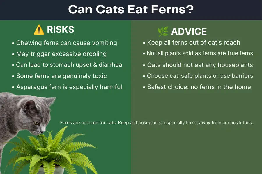 Can Cats Eat Ferns