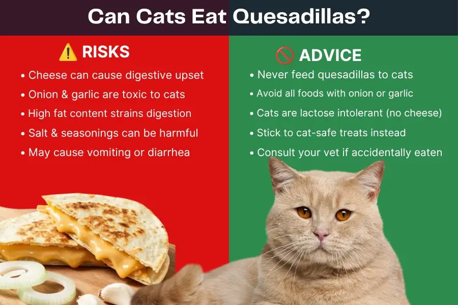 Can Cats Eat Quesadillas
