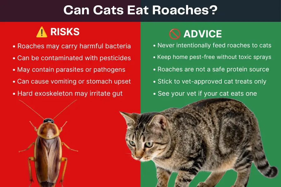 Can Cats Eat Roaches
