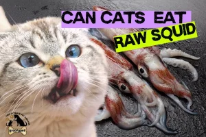 can cats eat raw squid