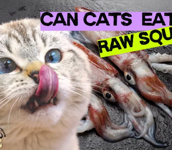 Can Cats Eat Raw Squid? Alarming Health Benefits And Risks You Shouldn’t Ignore!