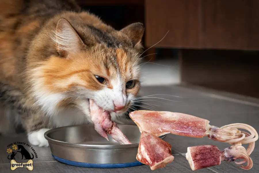 can cats eat raw squid