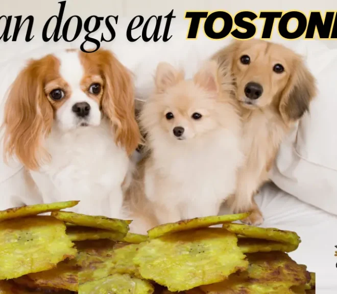 Can Dogs Eat Tostones? Here’s What Vets Say and Why It Matters!