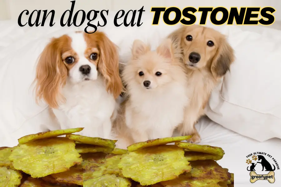 can dogs eat tostones