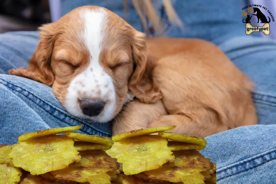 can dogs eat tostones