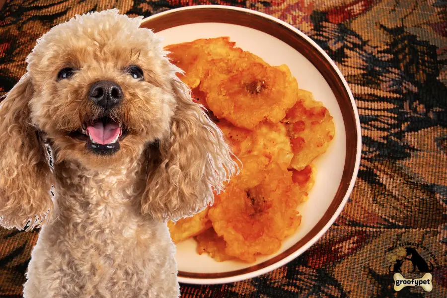 can dogs eat tostones