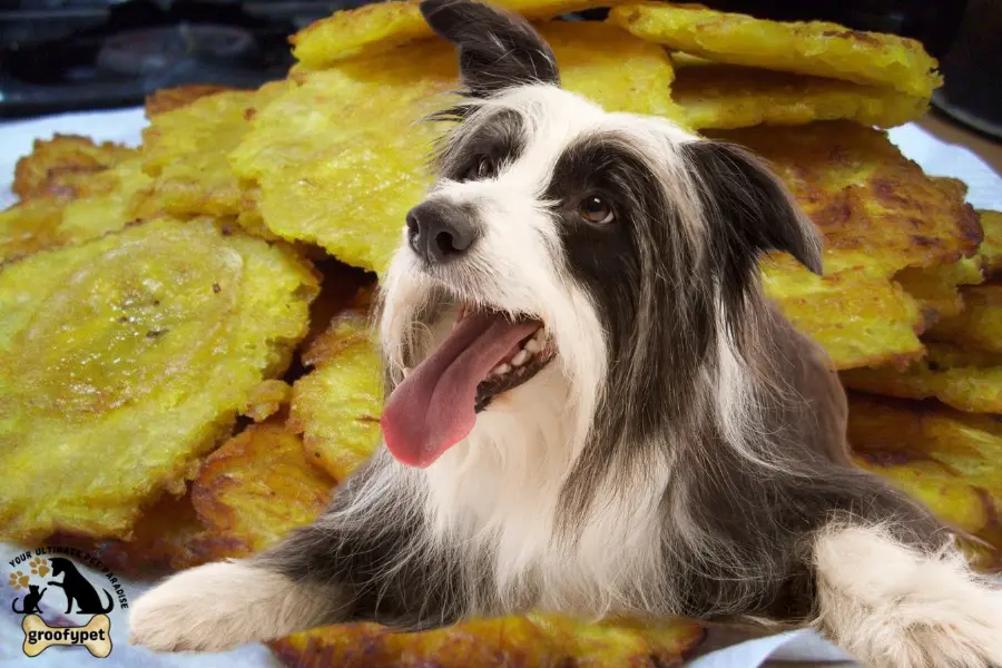 can dogs eat tostones