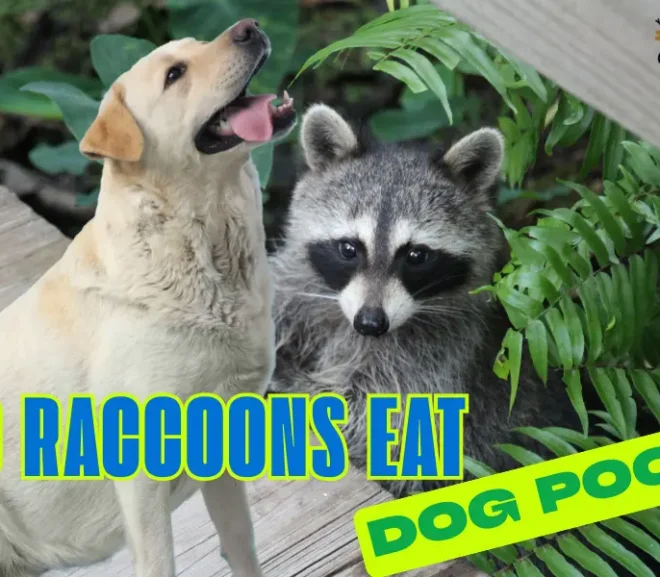 Do Raccoons Eat Dog Poop? Surprising Science Behind This Dirty Behavior!