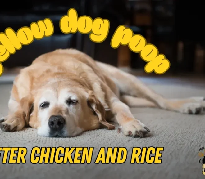 Yellow Dog Poop After Chicken and Rice – Act Now Before It Gets Worse!