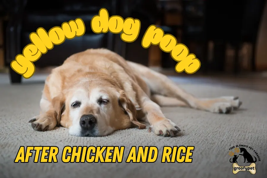 yellow dog poop after chicken and rice