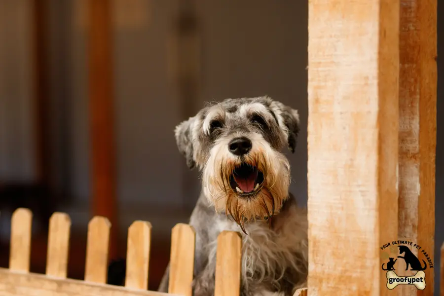 yellow dog poop after chicken and rice
