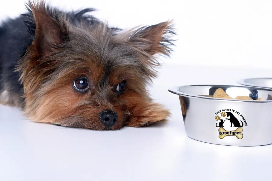 yellow dog poop after chicken and rice