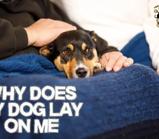 Why Does My Dog Lay on Me? 10 Powerful Reasons They Show Their Love!