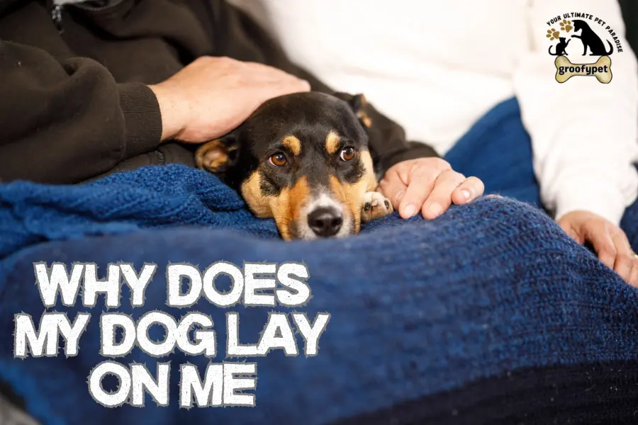 why does my dog lay on me