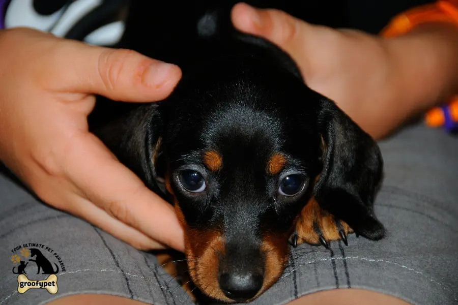 why does my dog lay on me