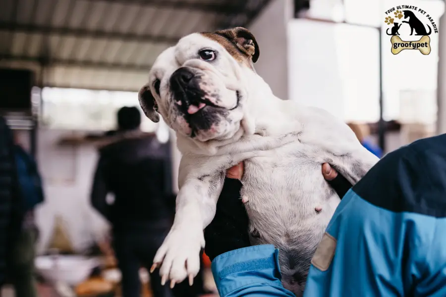 why does my dog lay on me