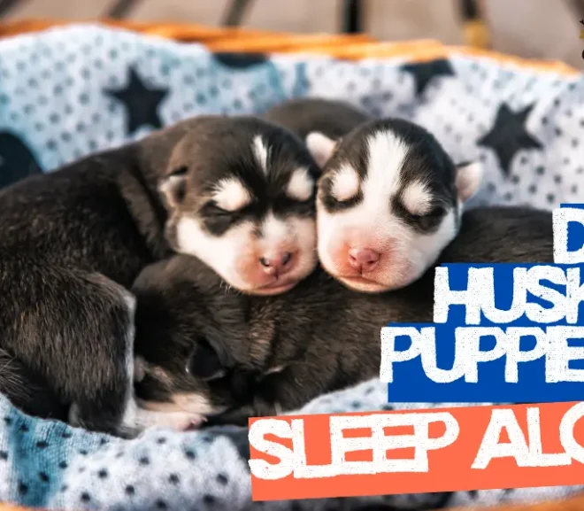 Do Husky Puppies Sleep A lot—Unlock the Adorable Science Behind It!