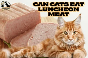 can cats eat luncheon meat