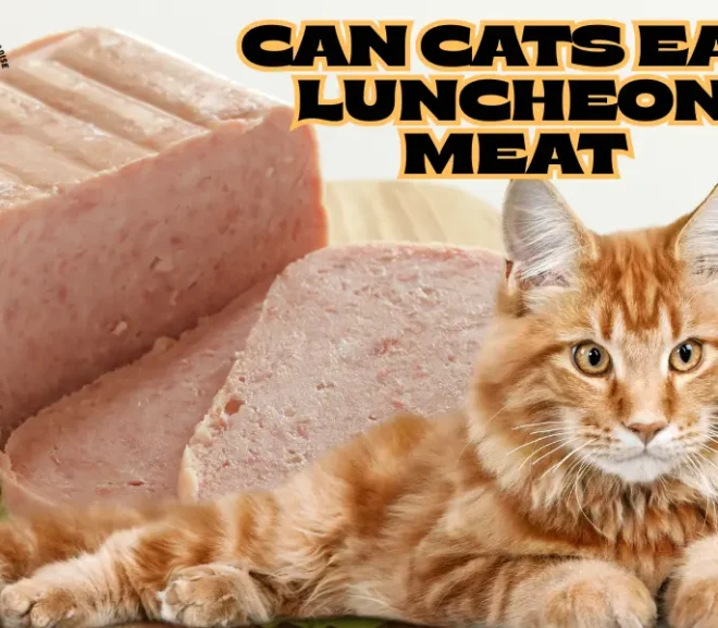 Can Cats Eat Luncheon Meat? The Alarming Dangers Hiding in Every Slice!