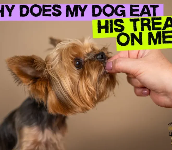 Why Does My Dog Eat His Treats on Me: A Powerful Sign of Love and Comfort!