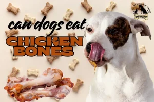 can dogs eat chicken bones