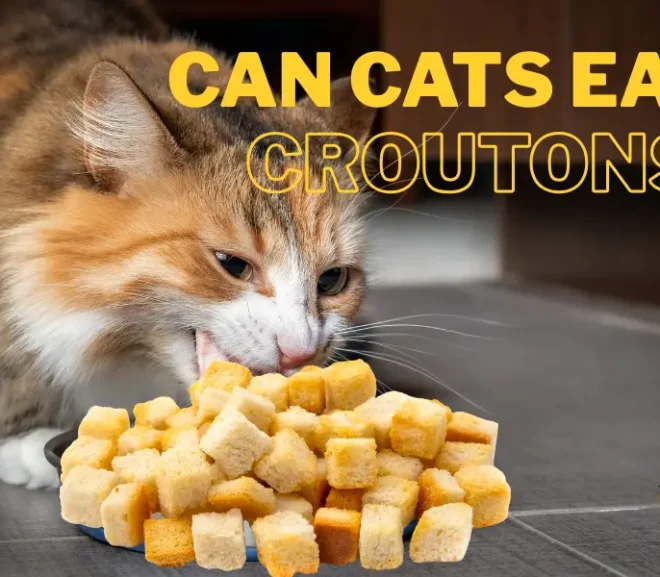 Can Cats Eat Croutons? Don’t Make This Common and Deadly Mistake!