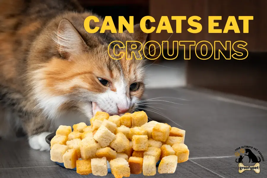 can cats eat croutons