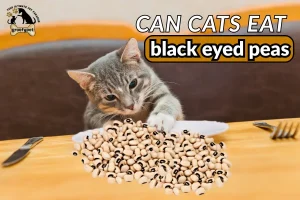 can cats eat black eyed peas