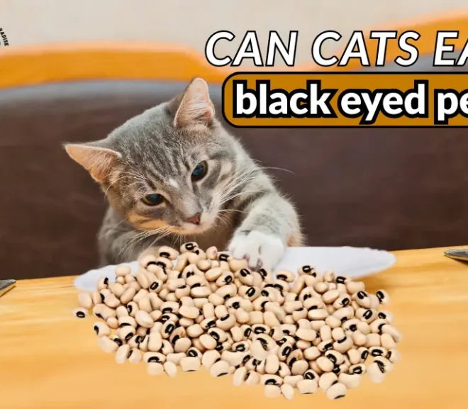 Can Cats Eat Black Eyed Peas? Important Safety Tips Every Cat Parent Needs!