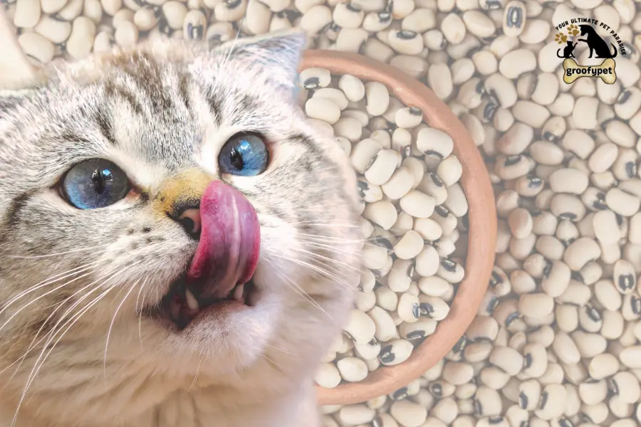 can cats eat black eyed peas