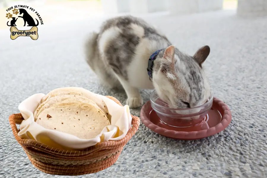 can cats eat tortillas