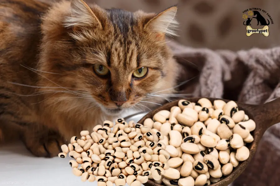 can cats eat black eyed peas