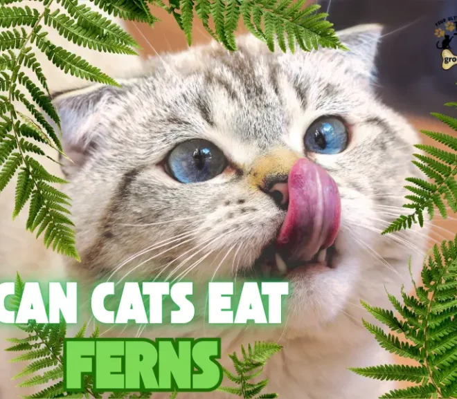 Can Cats Eat Ferns Without Harm? The Answer Might Shock You!