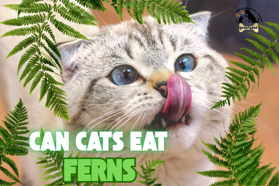Can cats eat ferns