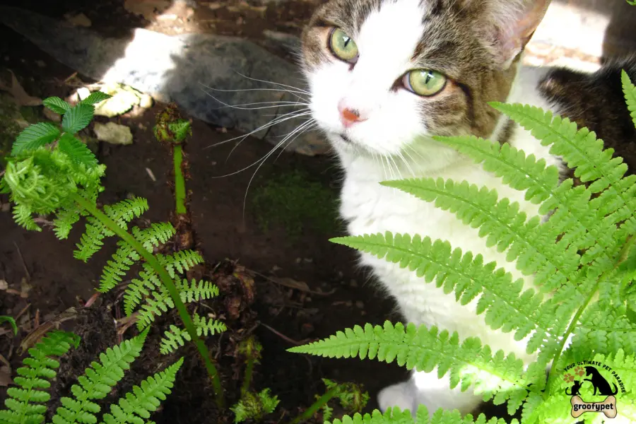 Can cats eat ferns