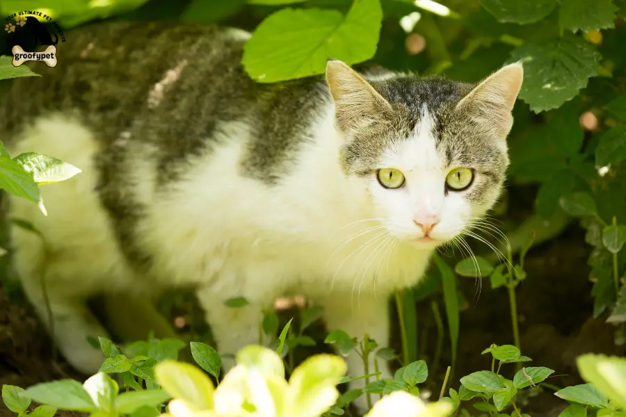 Can cats eat ferns