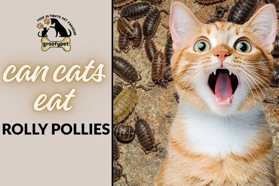 can cats eat rolly pollies