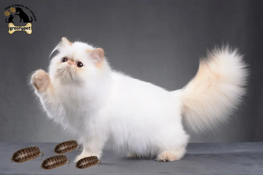 can cats eat rolly pollies