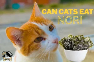 can cats eat nori