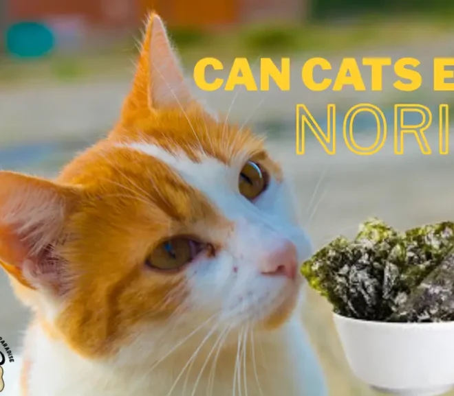 Can Cats Eat Nori? The Surprising Benefits and Scary Risks Explained!