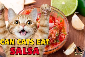 can cats eat salsa