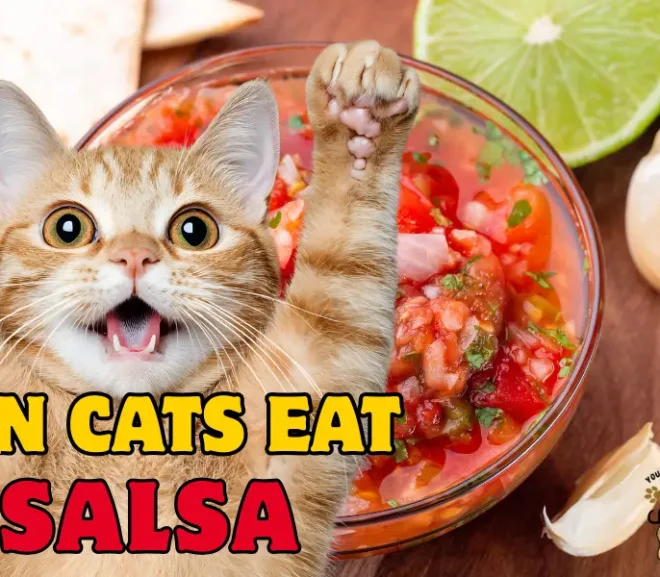 Can Cats Eat Salsa Safely? Surprising Benefits and Scary Risks Explained!