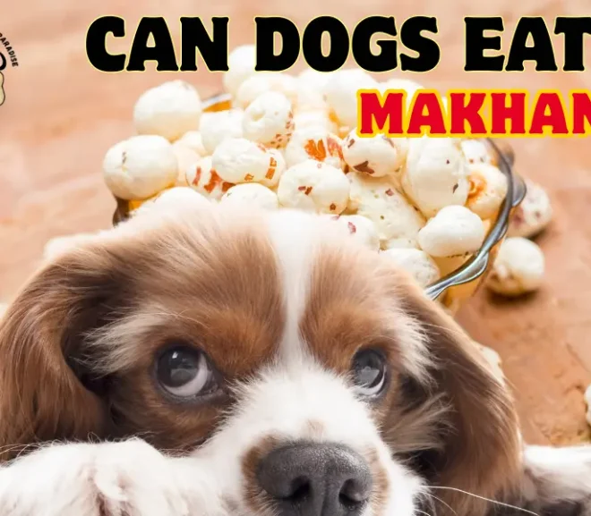 Can Dogs Eat Makhana? The Secret Snack That Could Help or Hurt!