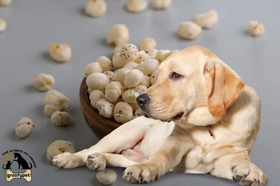 can dogs eat makhana